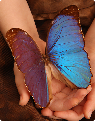 Butterfly on Hand